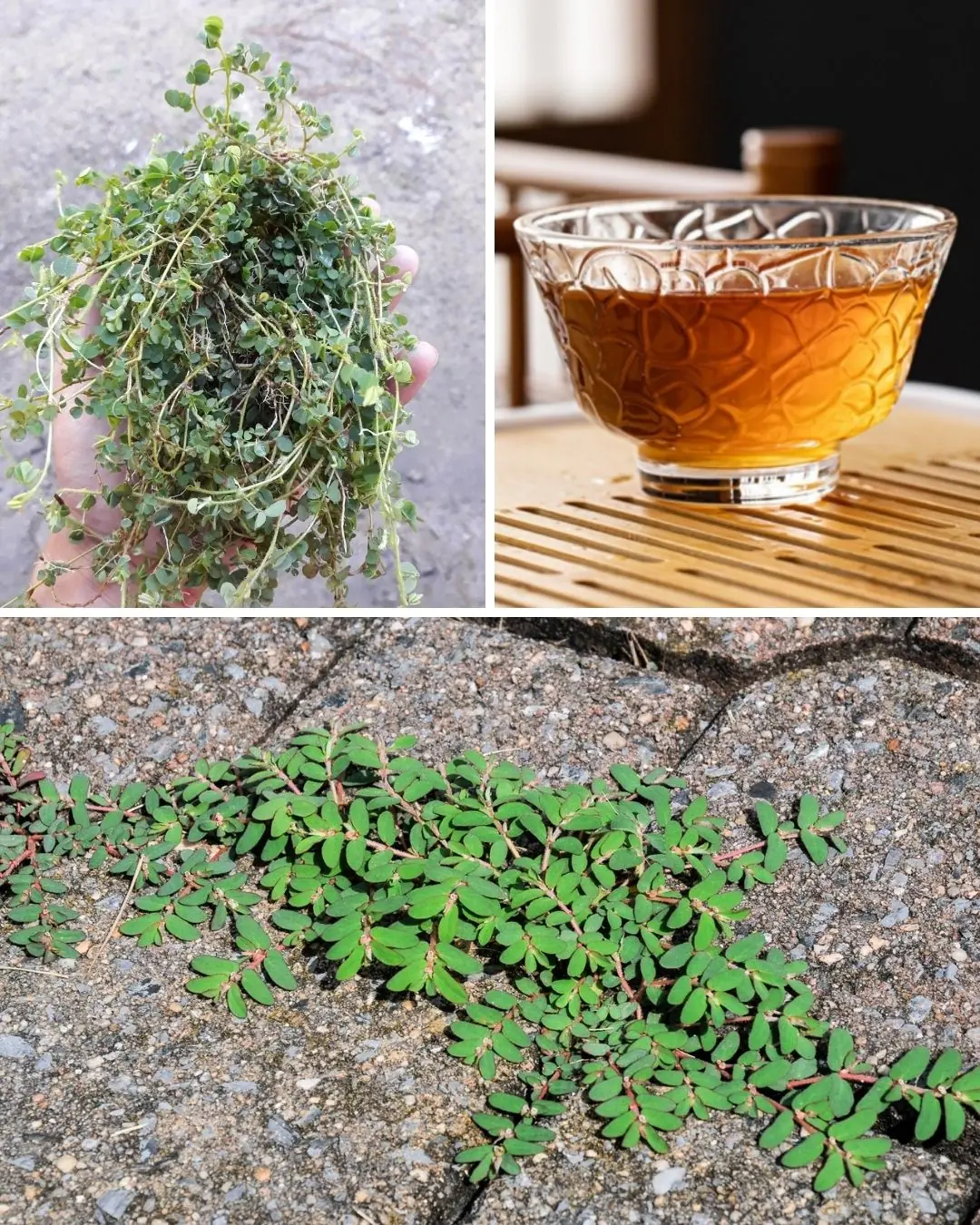 The Health Benefits of Euphorbia Thymifolia: A Powerful Yet Overlooked Herb šæāØ