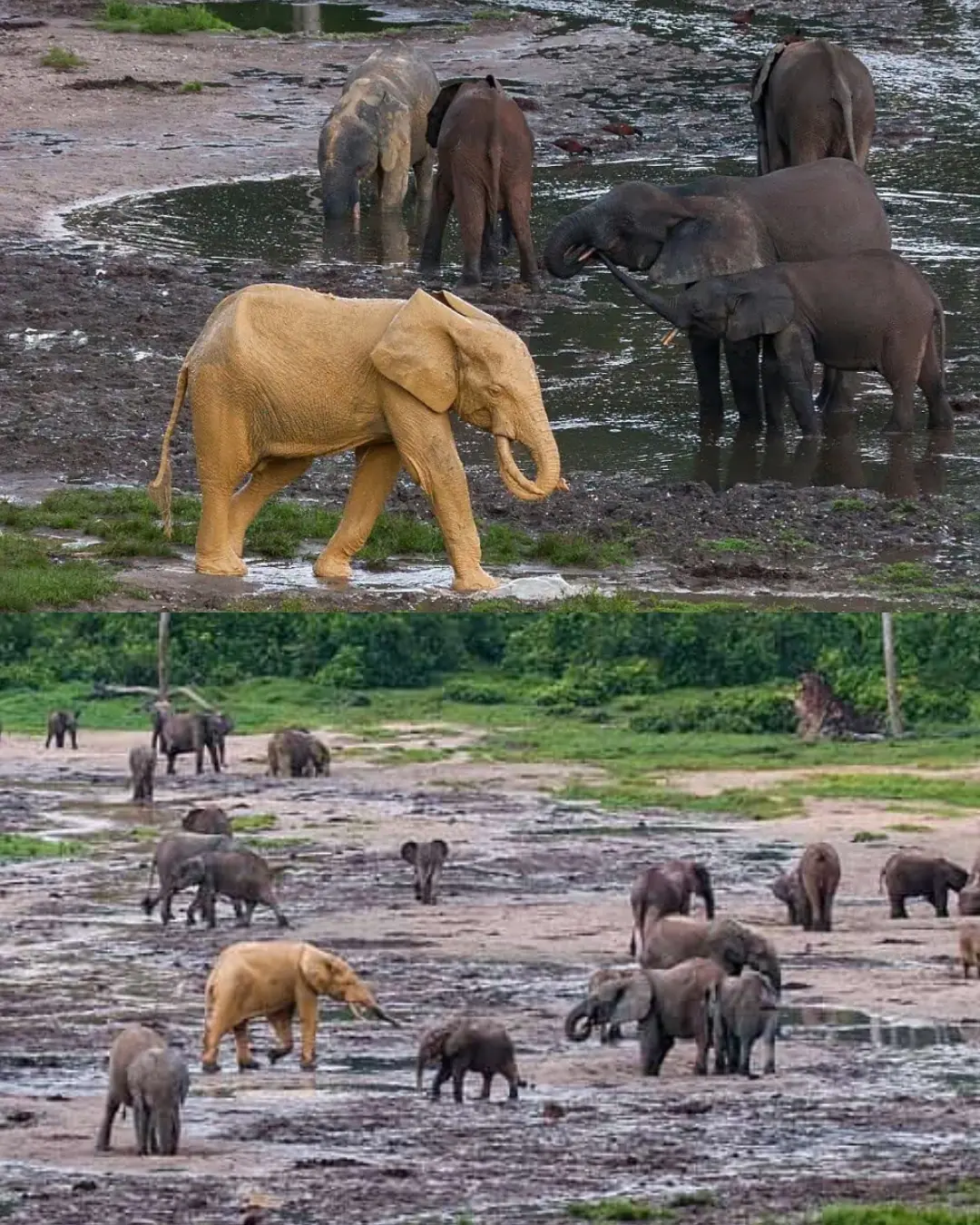 The Golden Elephant: When Nature Turned Light Into Living Majesty.