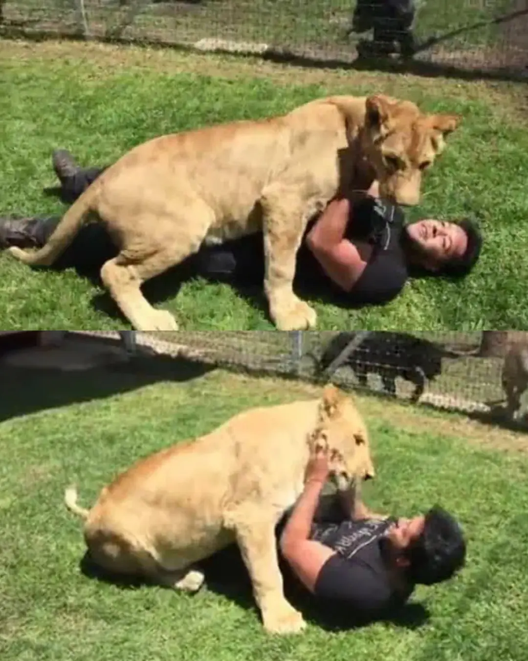 When a Lion Remembered Love.