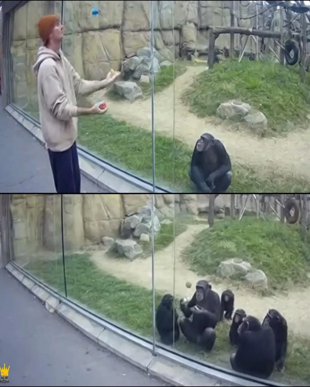 Chimp Goes Viral at Columbus Zoo for Learning to Juggle: A Tale of Talent, Humor, and the Surprising Wonders of Nature