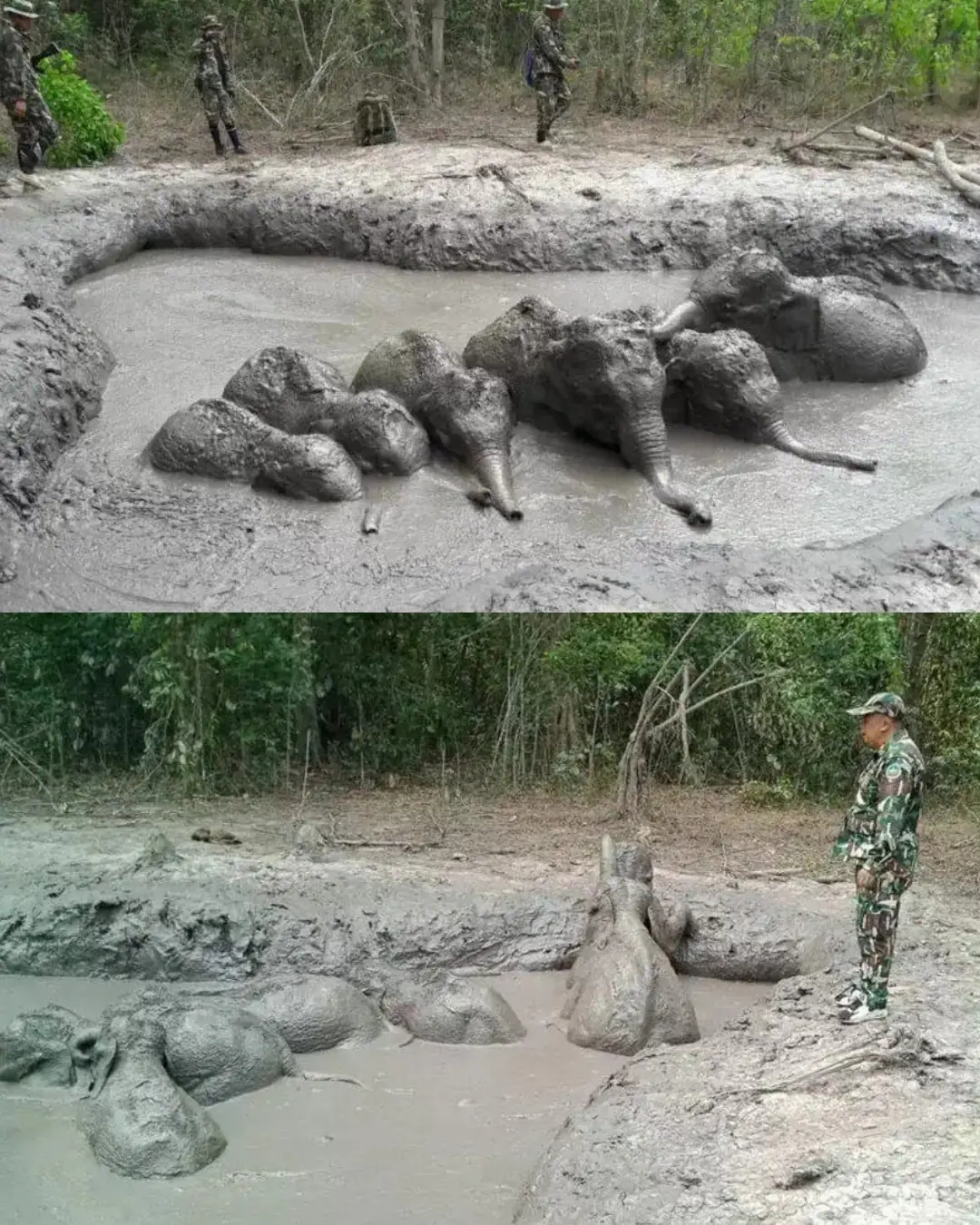 The Night the Forest Held Its Breath: Six Elephants Saved from the Mud.
