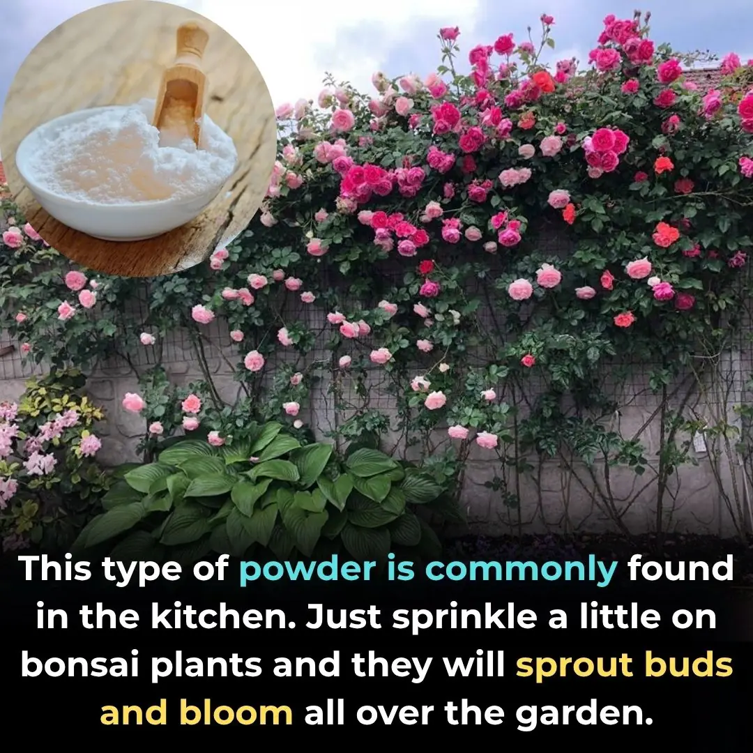 This type of powder is commonly found in the kitchen. Just sprinkle a little on bonsai plants and they will sprout buds and bloom all over the garden.