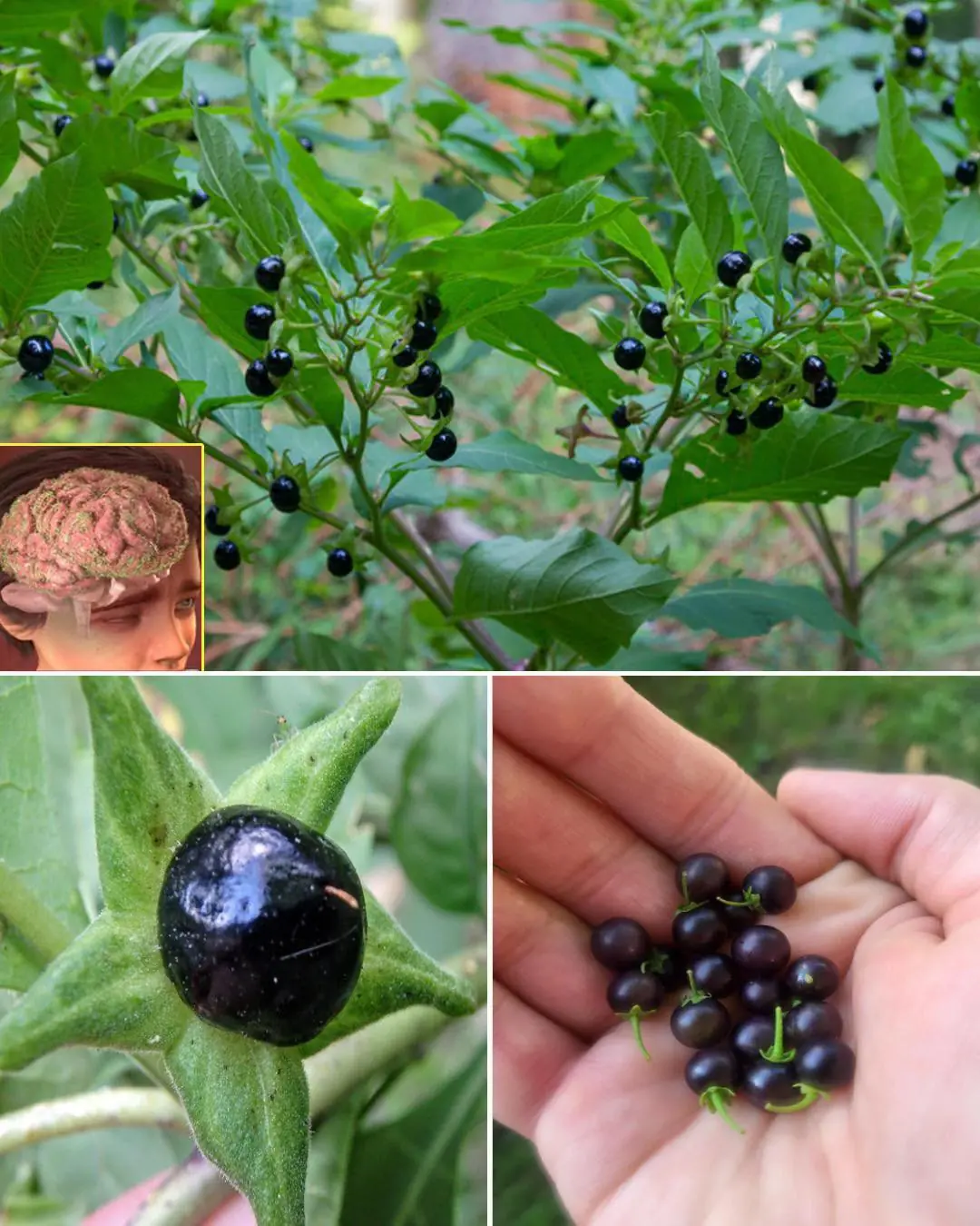 Deadly Nightshade (Atropa belladonna): The Dangerous Beauty