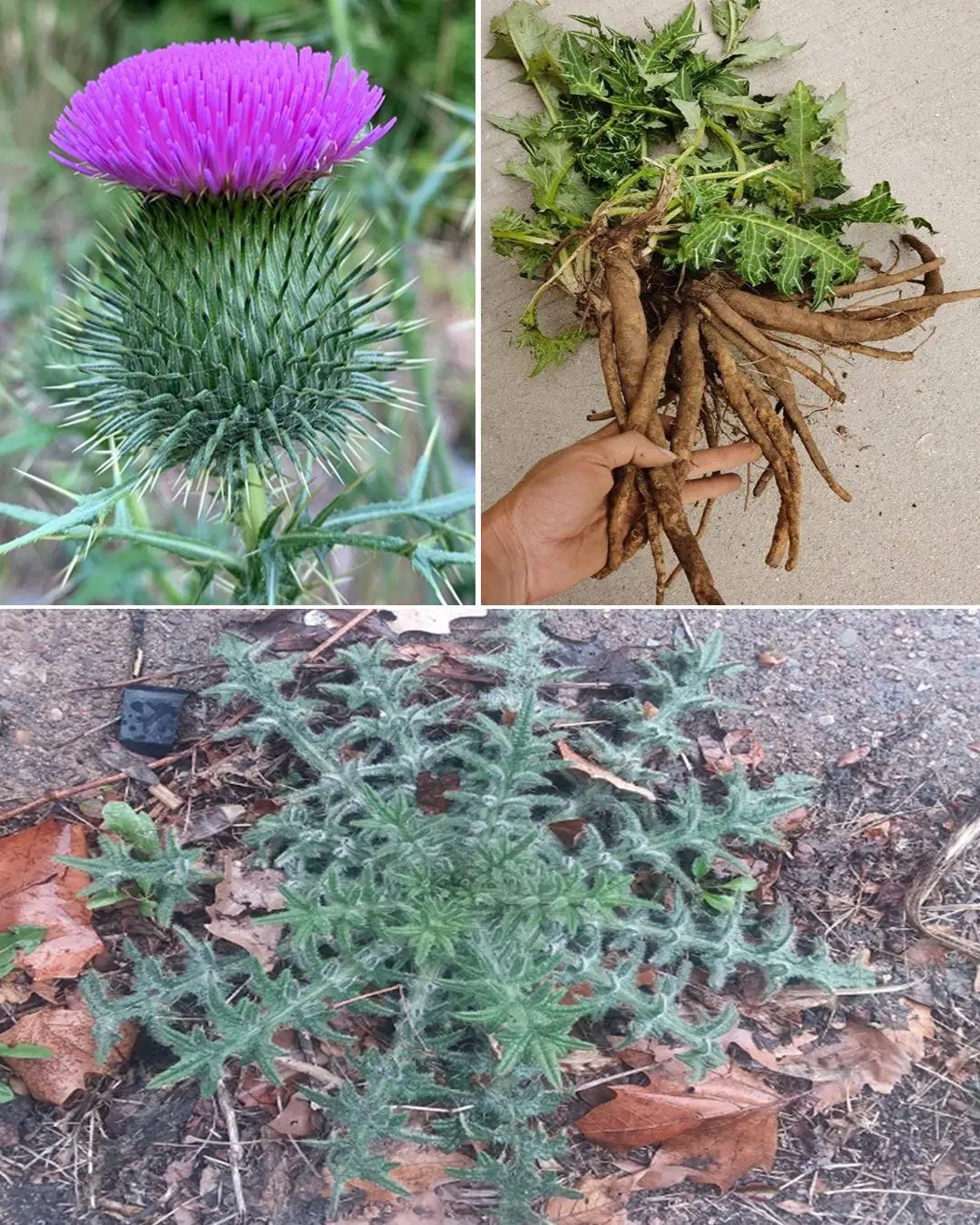 Bull Thistle Root Benefits: Uses, Healing Properties, and How to Prepare It