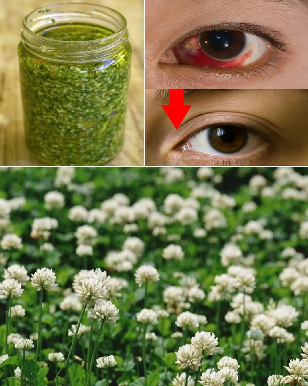 Sessile Joyweed (Alternanthera sessilis): 6 Incredible Health Benefits and How to Use It Naturally