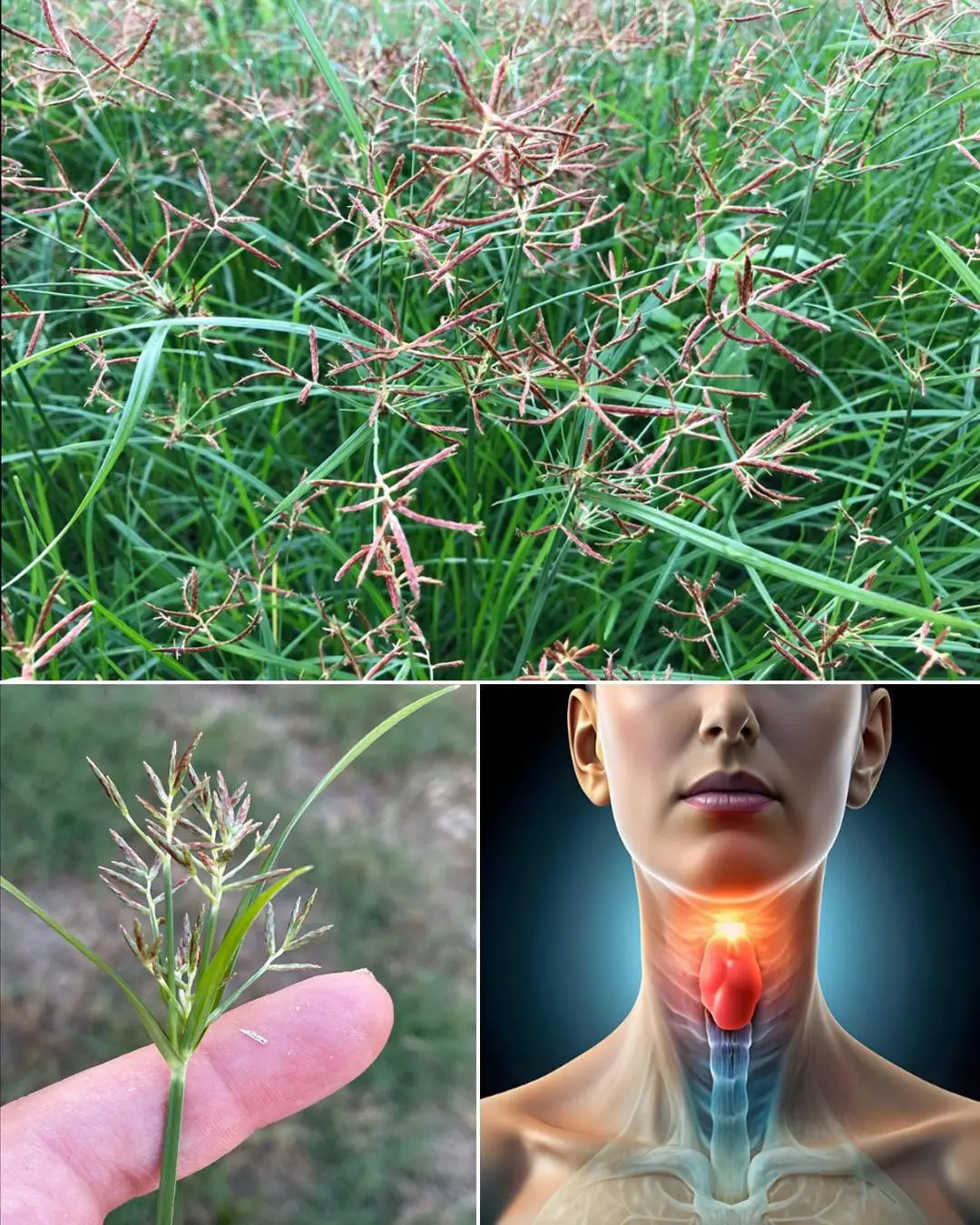 Cyperus Rotundus: The Ancient Herb with Modern Healing Power