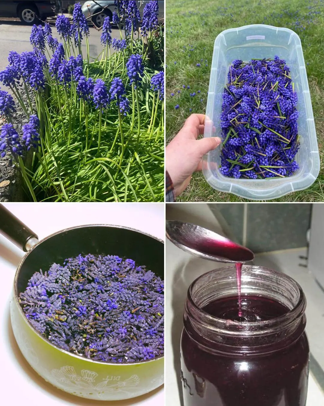 Grape Hyacinth (Muscari): A Tiny Spring Wonder with Surprising Benefits and Uses
