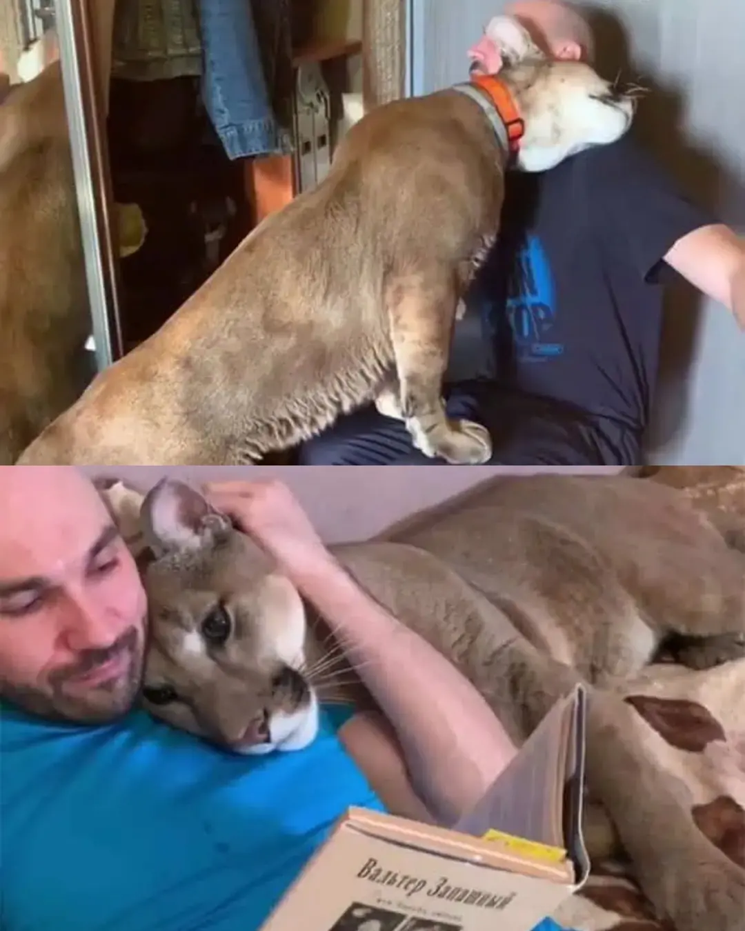 Messi the Puma: The Gentle Soul Who Found a Home in a Human Heart.