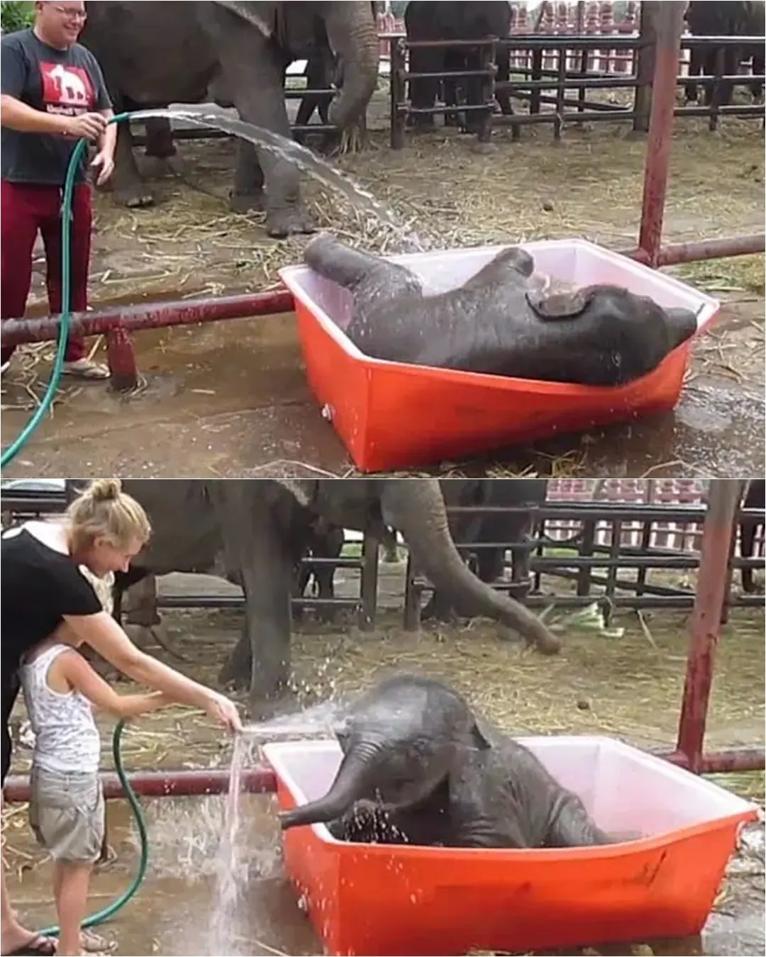 A Baby Elephant’s Bath Time Brings Joy to All.