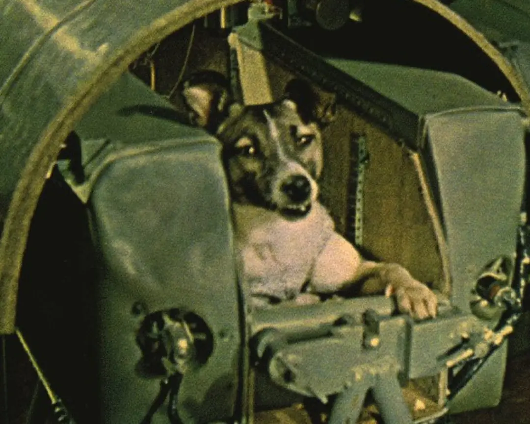 Laika’s Last Journey: The Little Dog Who Touched the Stars