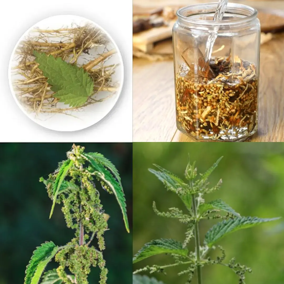 Everybody Hates Stinging Nettle, But Most People Don’t Know the Power of Its Root
