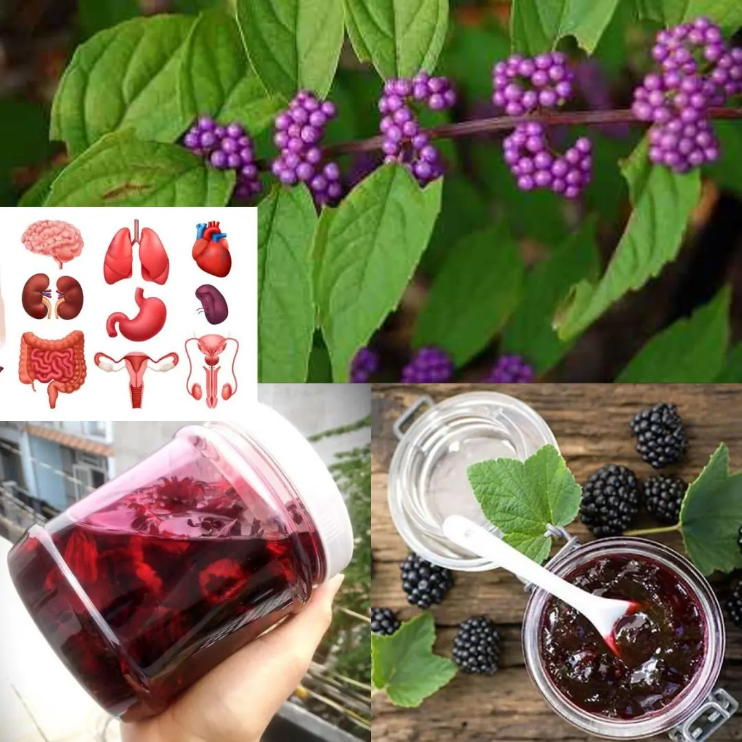 American Beautyberry (Callicarpa americana): Benefits and How to Use It