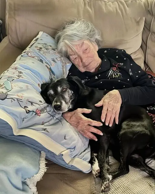 While My Family Fought Over Grandma’s Will, I Was the Only One Who Took Her Beloved Dog and Discovered the Secret She Left Behind