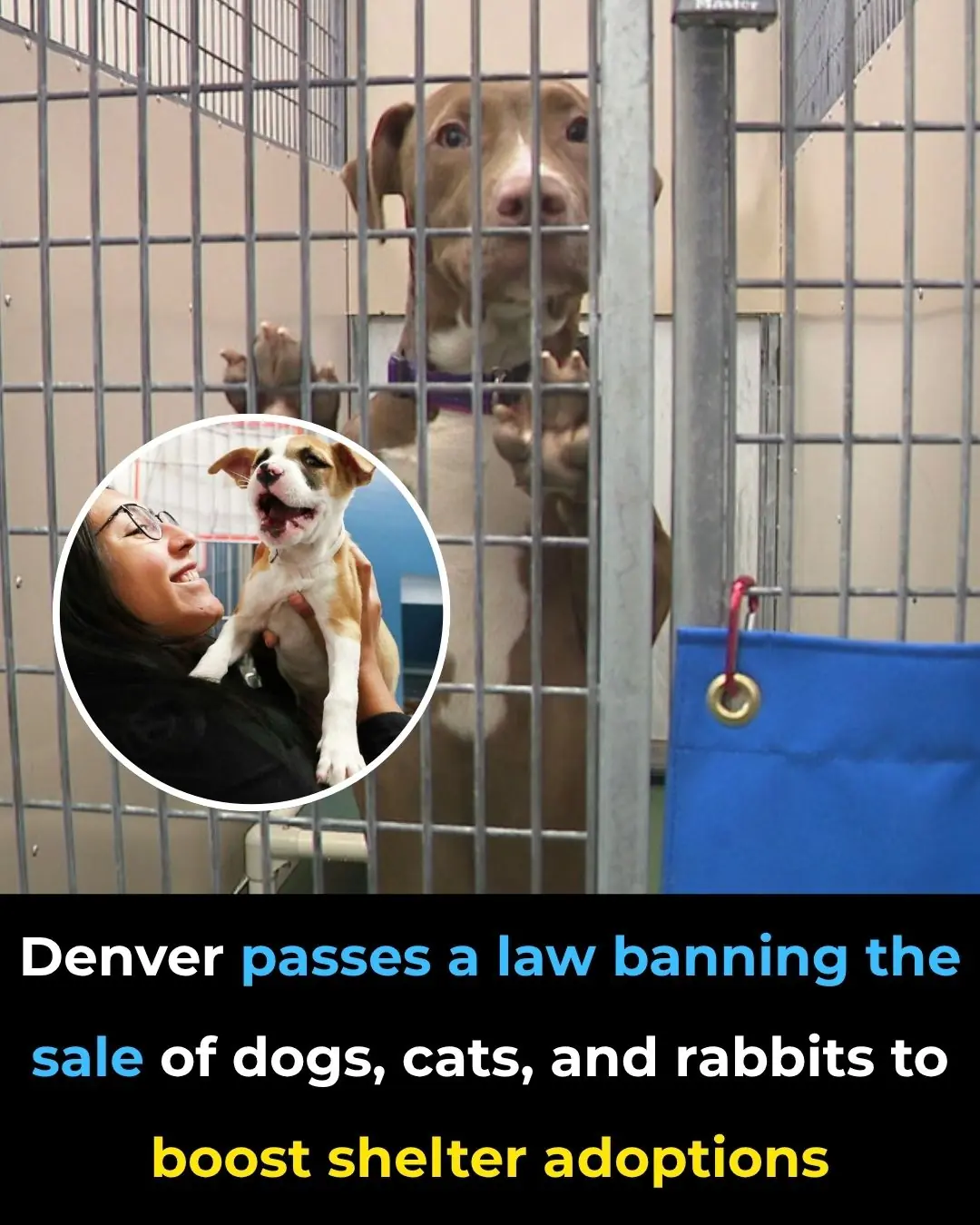 Denver Bans the Sale of Dogs, Cats, and Rabbits, Paving the Way for More Shelter Adoptions