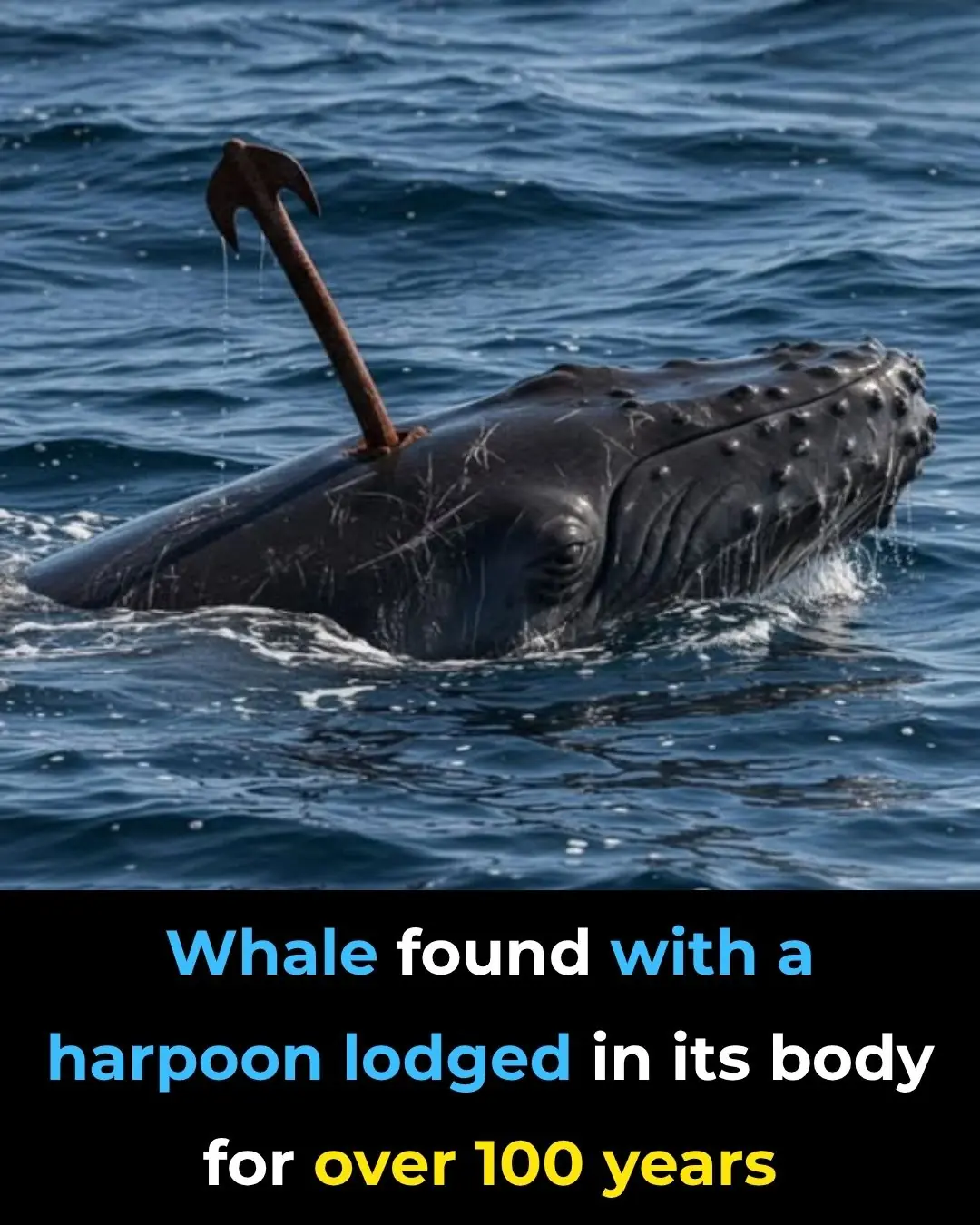 The Whale That Carried History In Its Neck For Over 100 Years