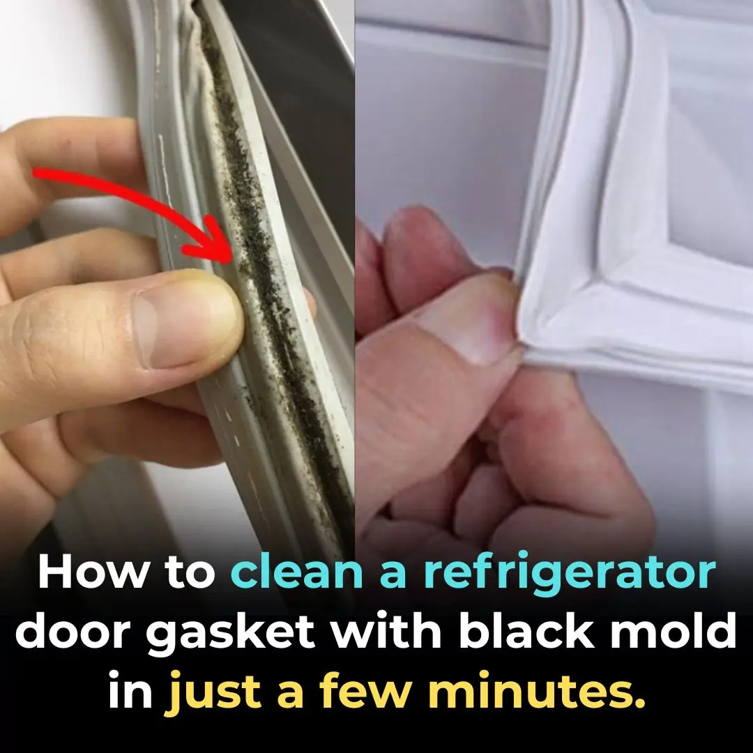 How to Clean Moldy Refrigerator Gaskets — Sparkling Clean in Just 5 Minutes