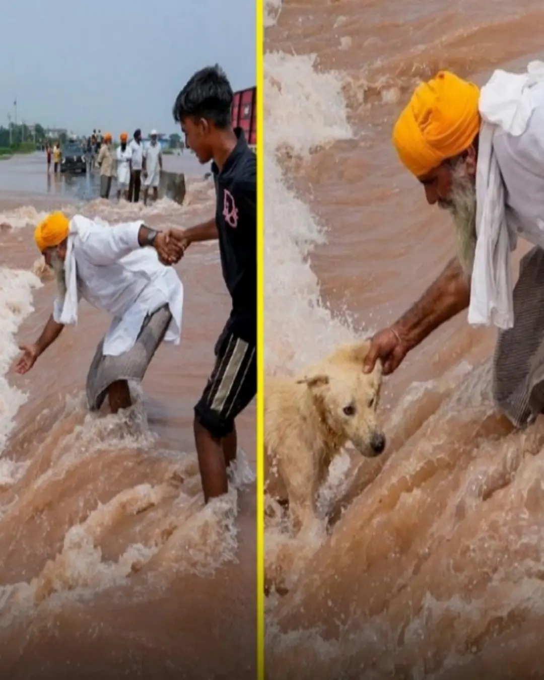 A Moment of Hope Amid Disaster: The Heroic Rescue of a Stray Dog in Punjab