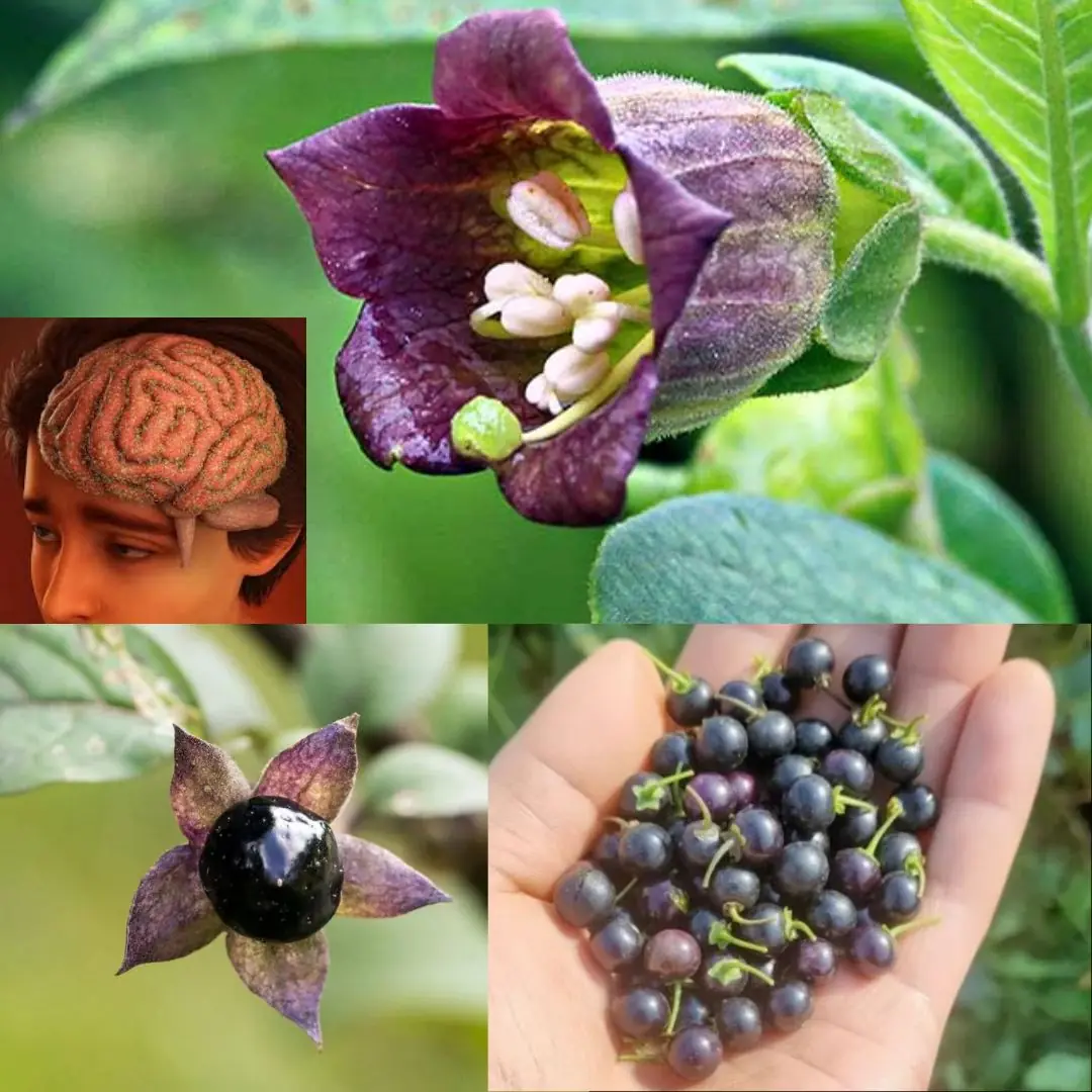 Deadly Nightshade (Atropa belladonna): The Dangerous Beauty