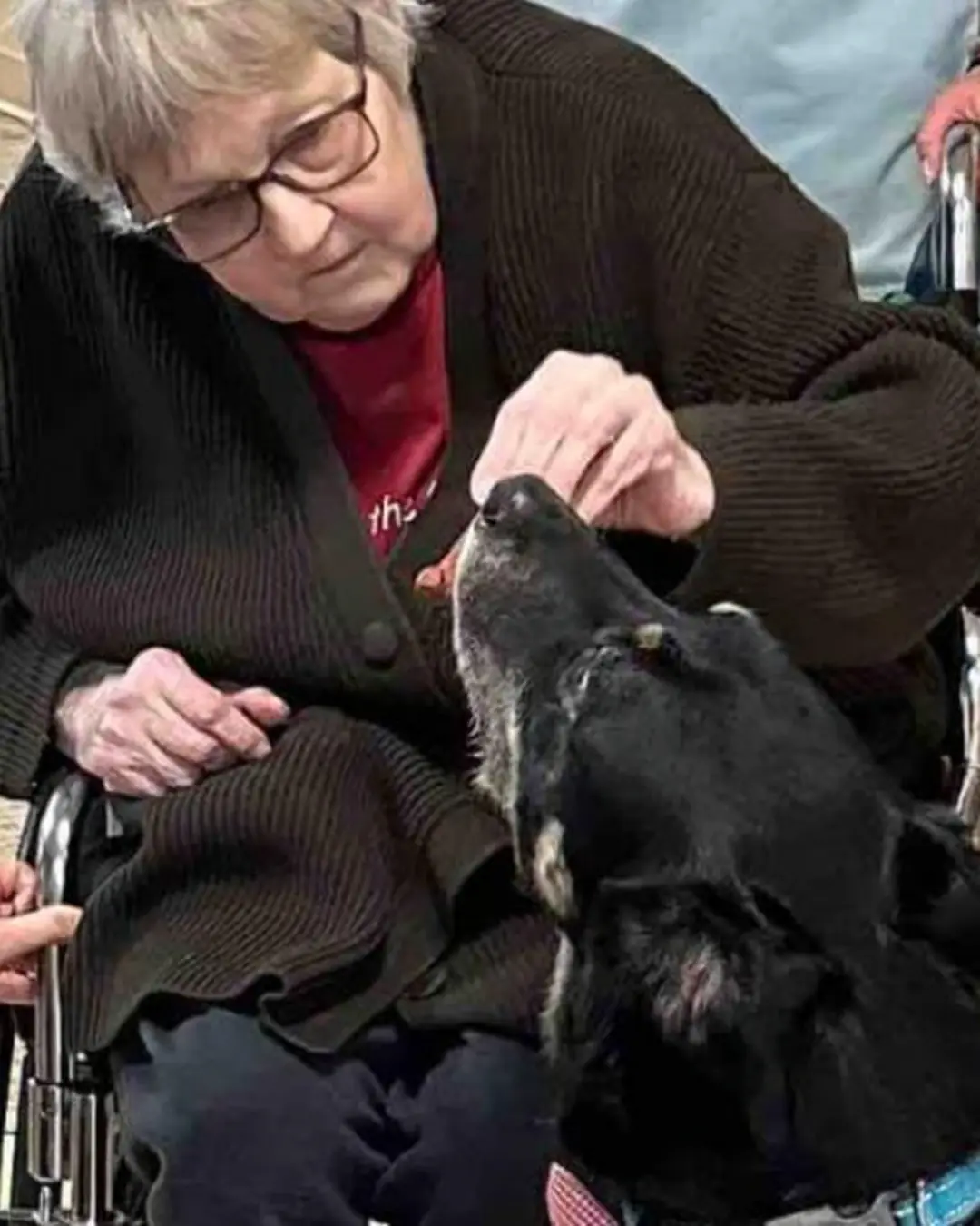 The Dog Who Chose Home: The Story of Scout.