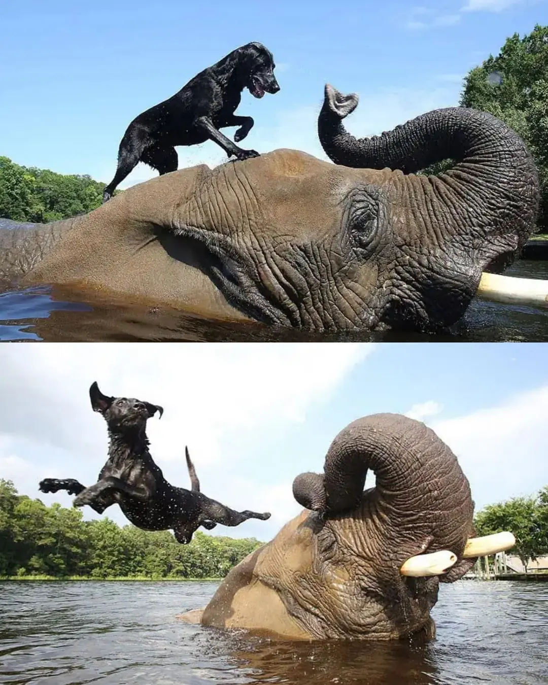 When an Elephant Found a Friend: The Story of Nelly and Rocky.