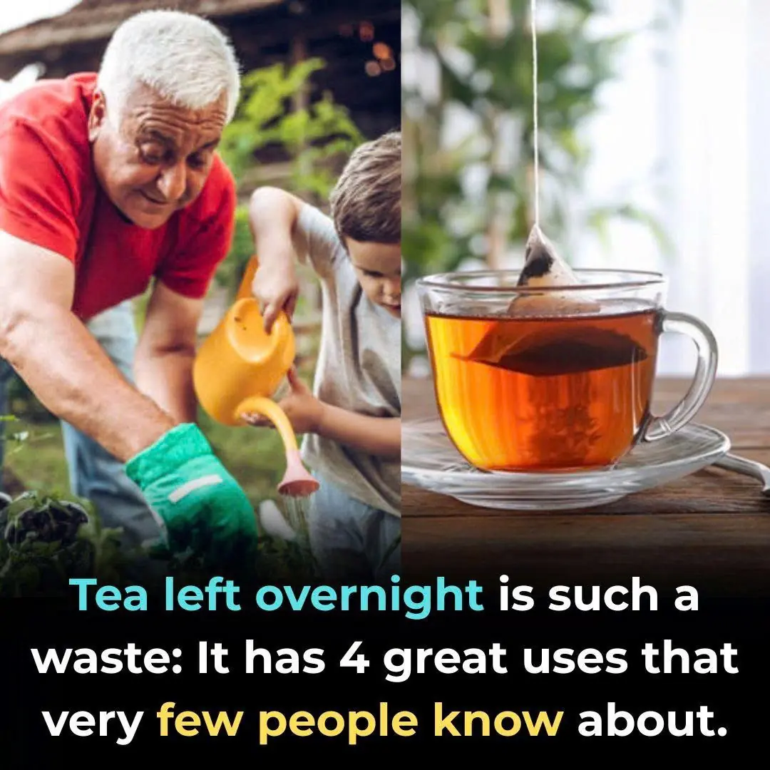 Tea left overnight is such a waste: It has 4 great uses that very few people know about.