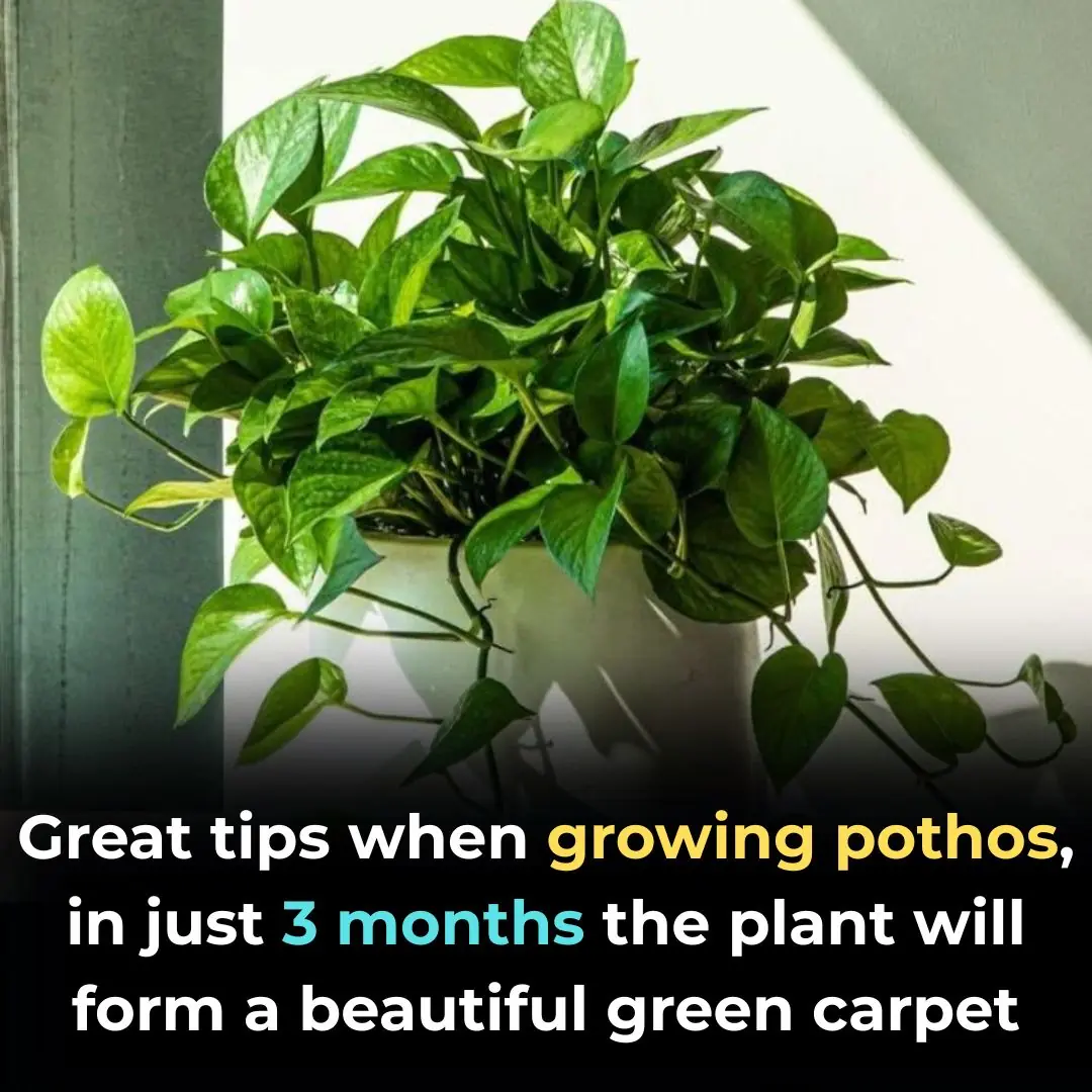 Great tips when growing pothos, in just 3 months the plant will form a beautiful green carpet