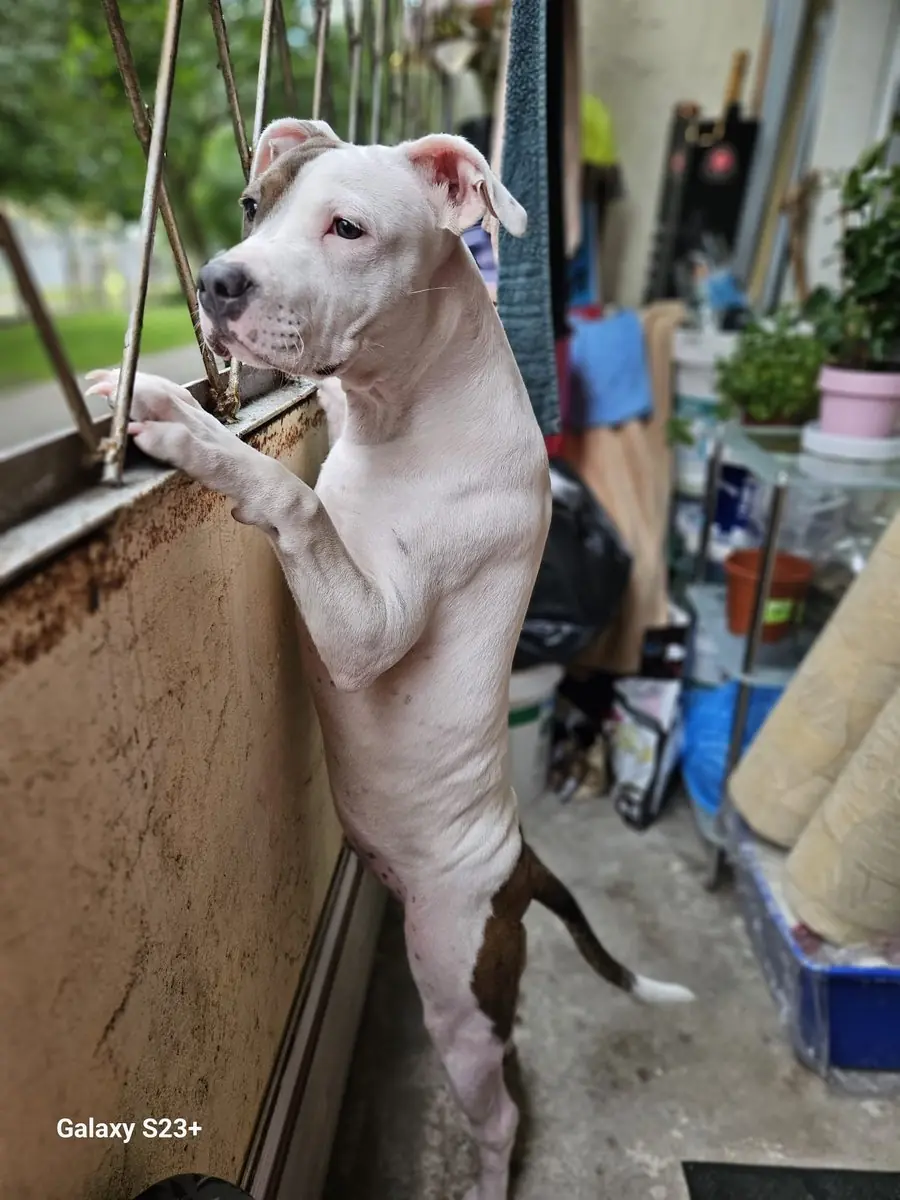 The Dog Who Went Out and Never Came Back the Same