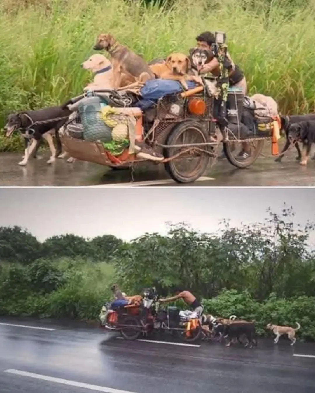 The Man Who Walks for Dogs: Edgardo Perros’ 8,500-Mile Mission of Compassion
