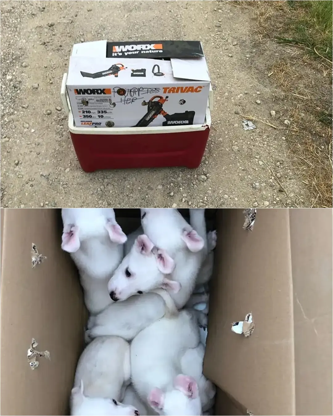 The Puppies in the Box: A Story of Rescue and Second Chances.