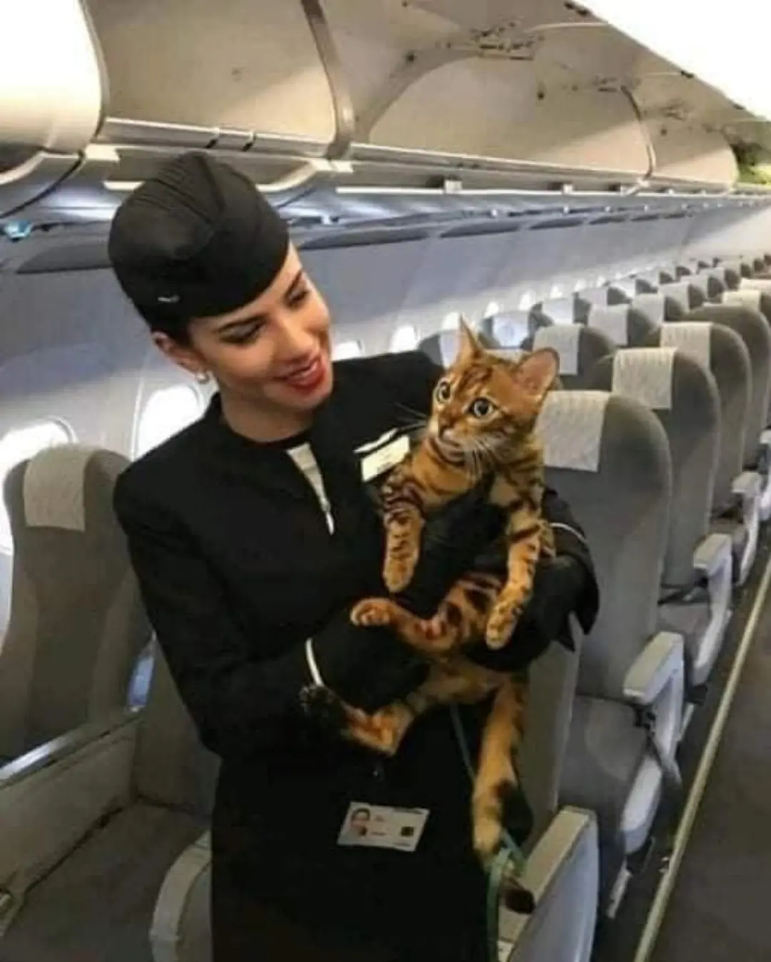 Angel the Traveling Cat Launches Global Campaign: “We Are Not Baggage, We Are Living Beings”