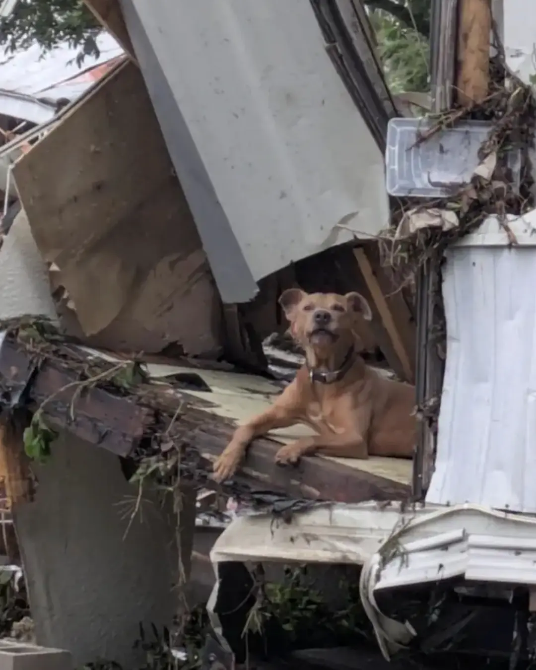 Superman the Flood Survivor: The Dog Who Waited in the Wreckage for the Family He Lost