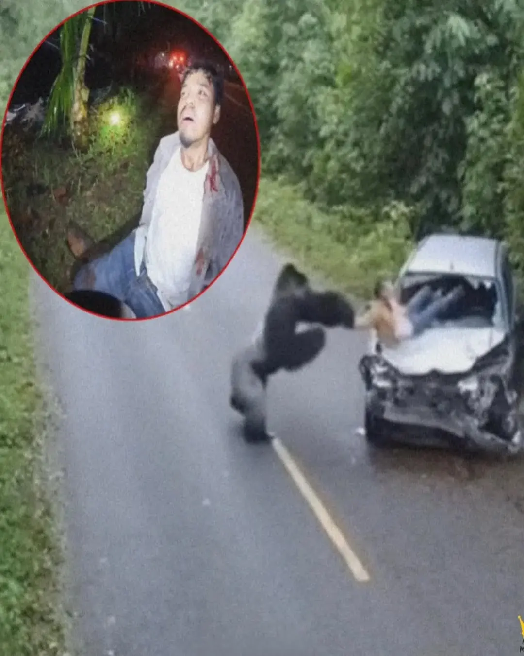The Gorilla Who Refused to Leave Him Behind