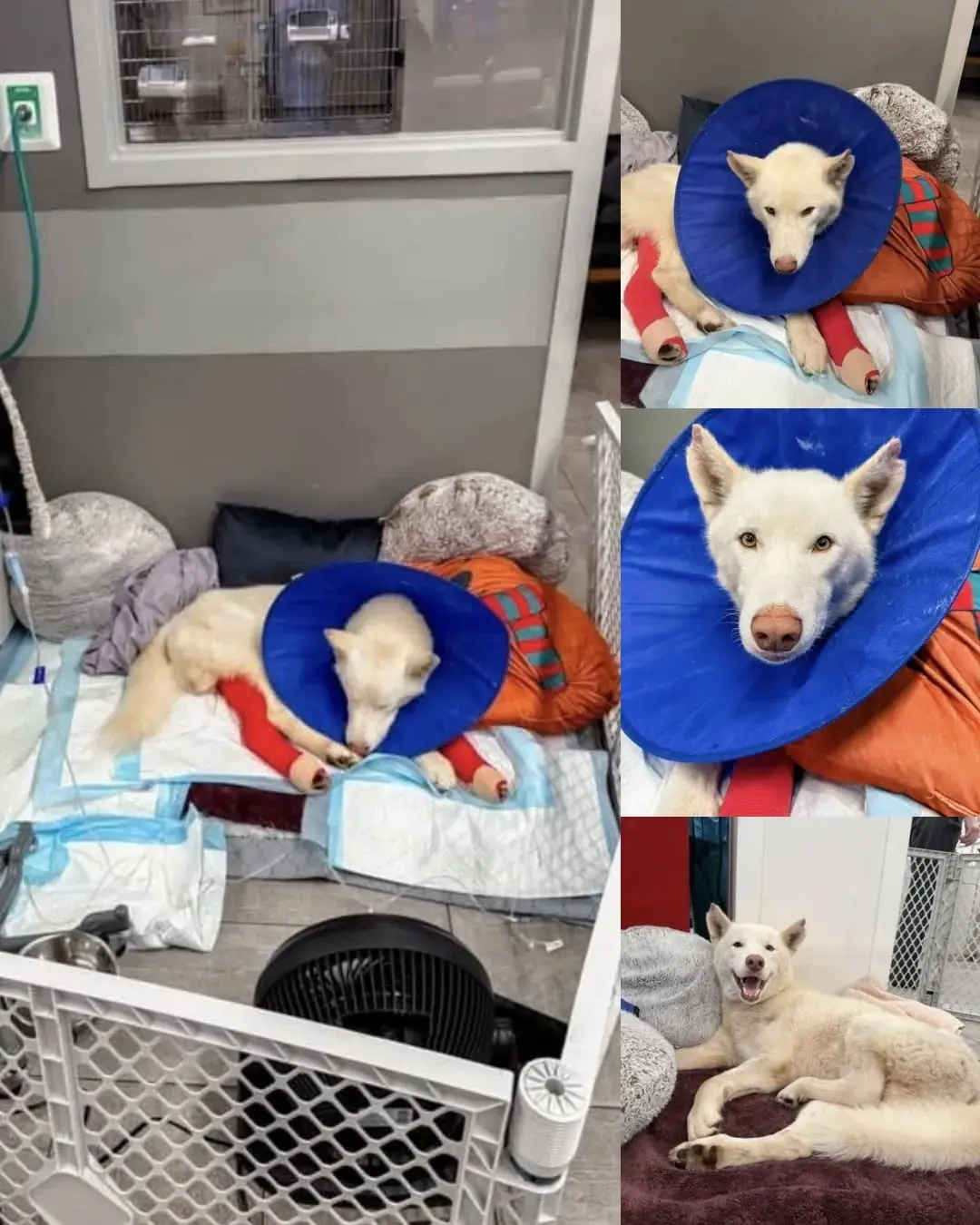 Hutch’s Second Chance: A Survivor of Cruelty Finds Hope and Healing