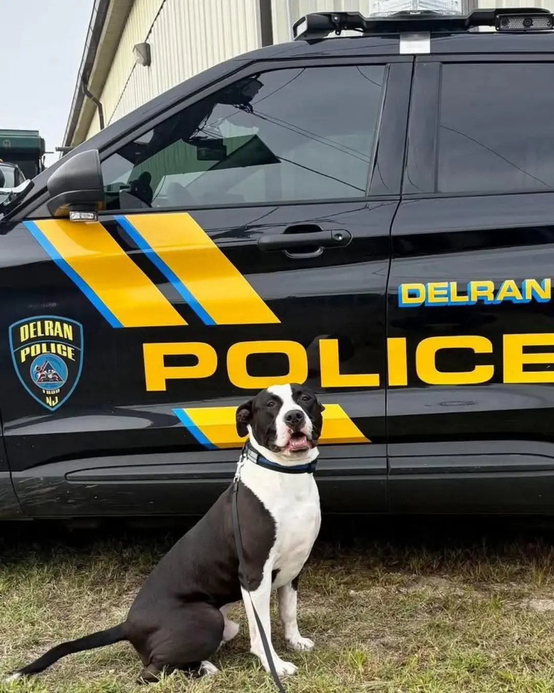 From Shelter to Service: The Incredible Journey of K-9 Ron