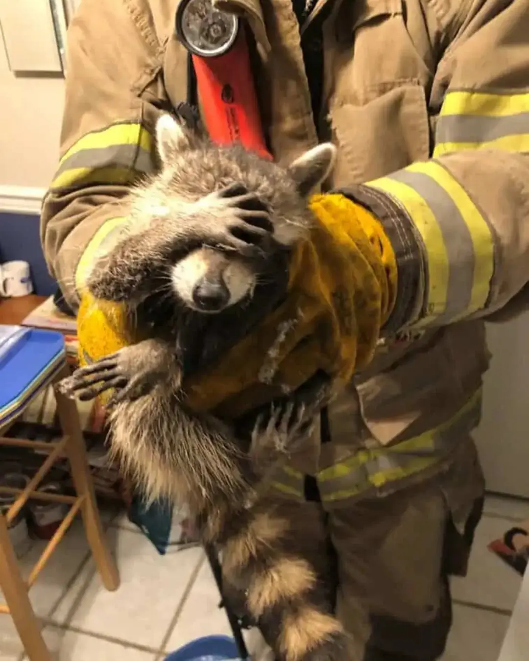 The “Guilty” Raccoon Who Stole Hearts Instead of Snacks.