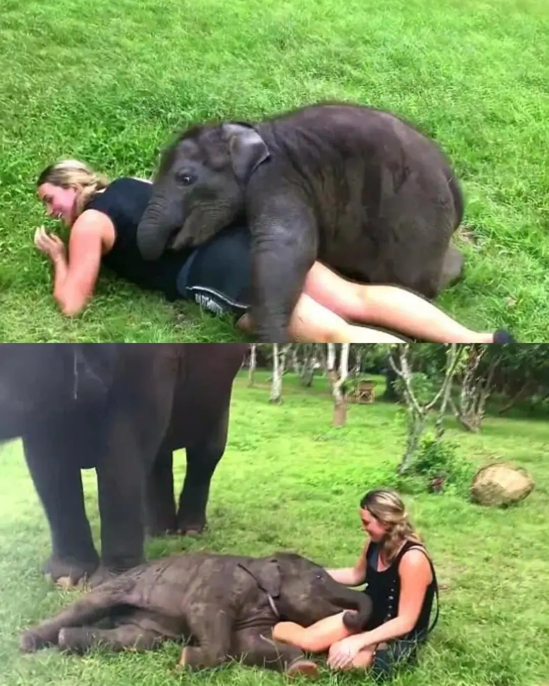 A Moment of Joy: How a Playful Baby Elephant Stole Everyone’s Heart