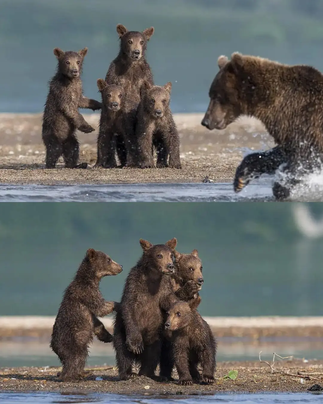 The Lesson by the Lake: A Mother Bear’s Love That Teaches Survival.