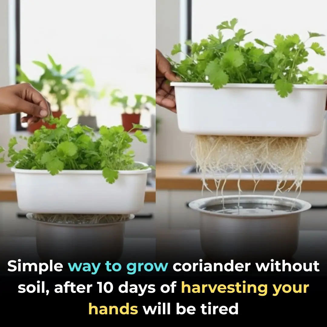 Simple way to grow coriander without soil, after 10 days of harvesting your hands will be tired