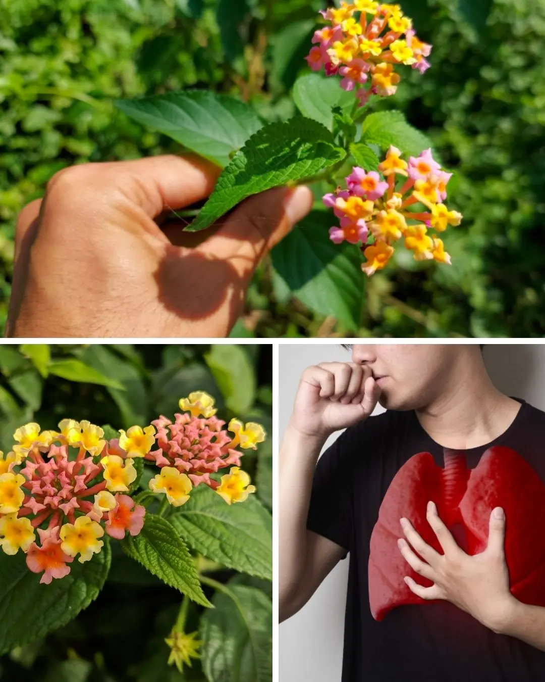 The Hidden Power of Common Lantana (Lantana camara): What You Can Safely Do with It at Home