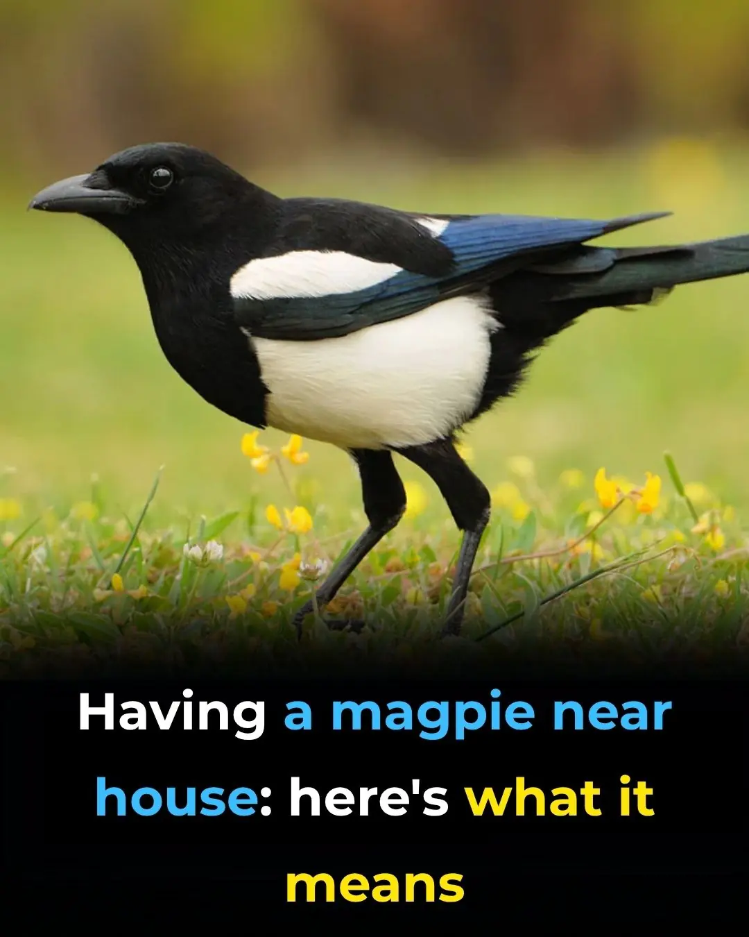 Magpie The Spiritual Meaning of an Unusual Encounter
