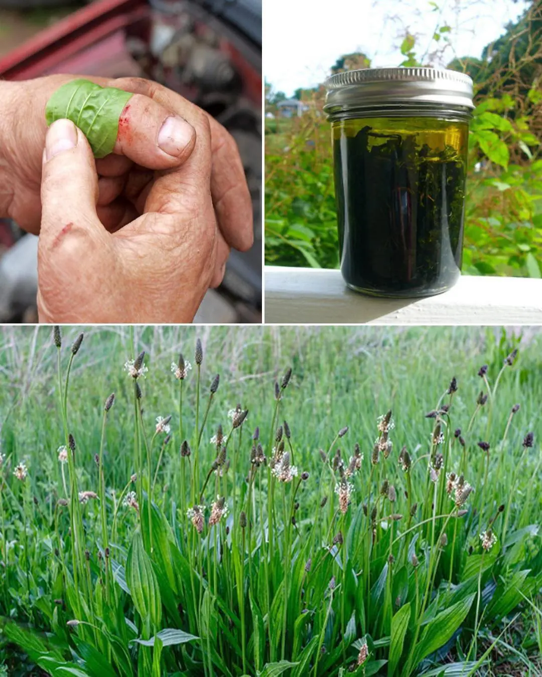 Fact & Health Benefits of Ribwort Plantain