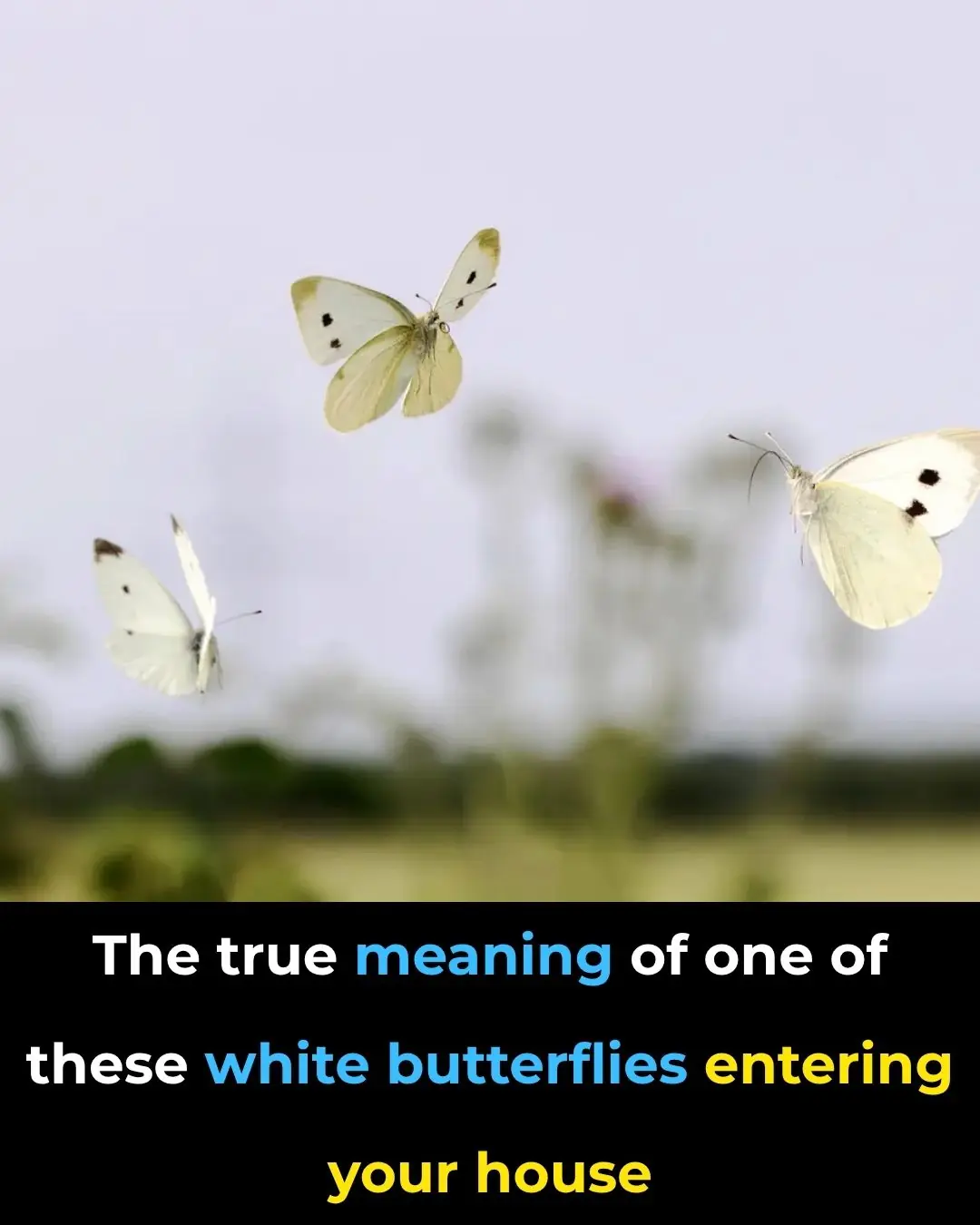 The Spiritual Meaning of White Butterflies in Your Home