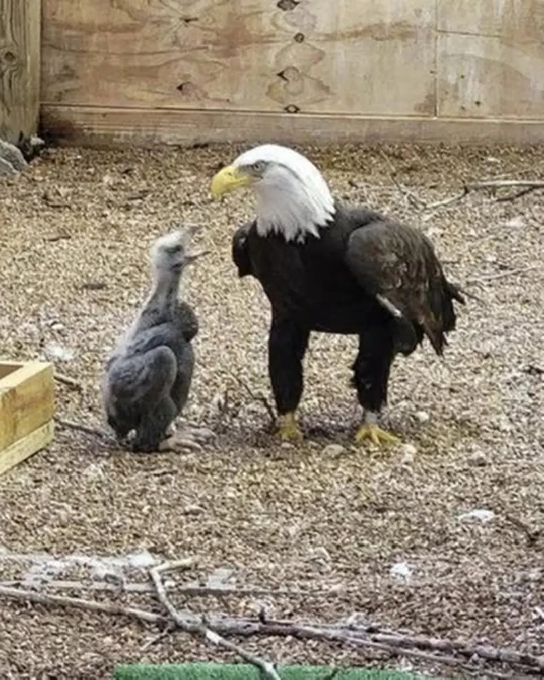 Murphy the Eagle Who Loved a Rock—Until Life Gave Him a Real Chick.