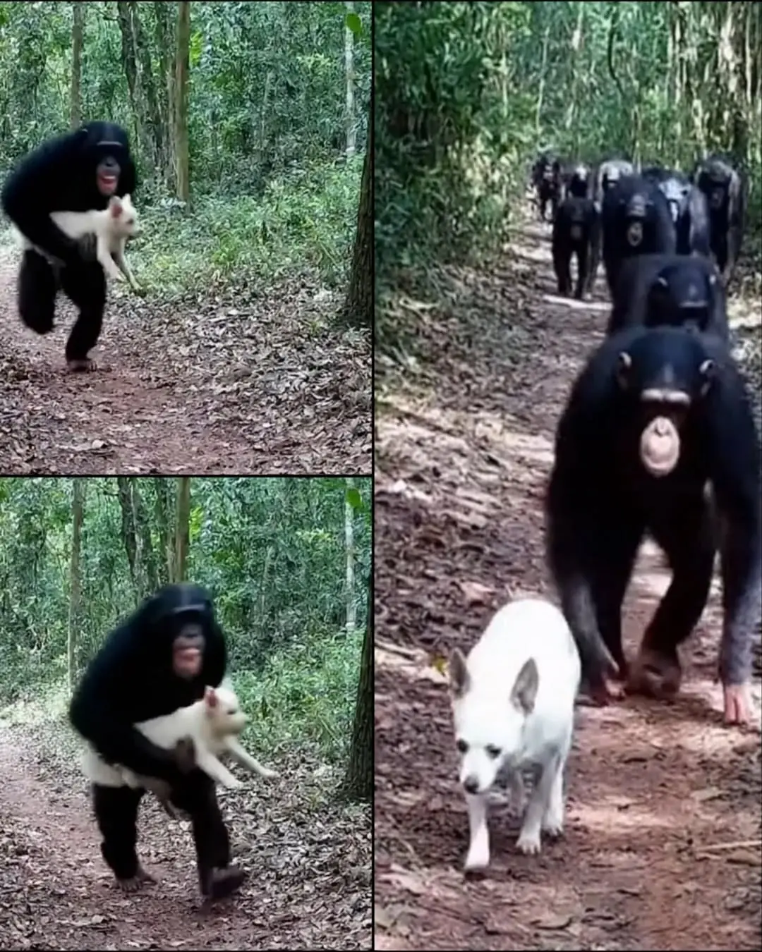Chimp Smiles for the Camera — While Stealing a Dog, Then Does the Unexpected