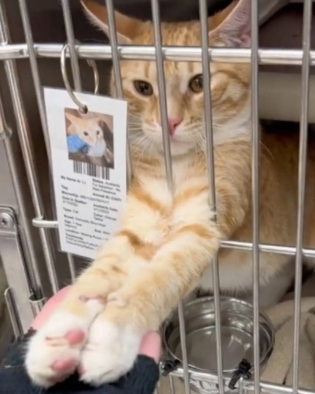 Tigger Tries to Hold Hands With Everyone Who Passes By — All He Wants Is Attention and a Family