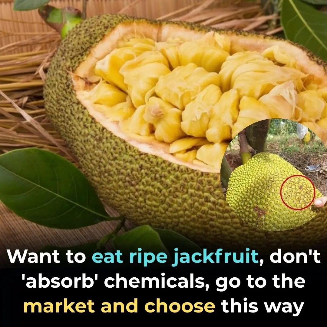Want to eat ripe jackfruit, don't 'absorb' chemicals, go to the market and choose this way