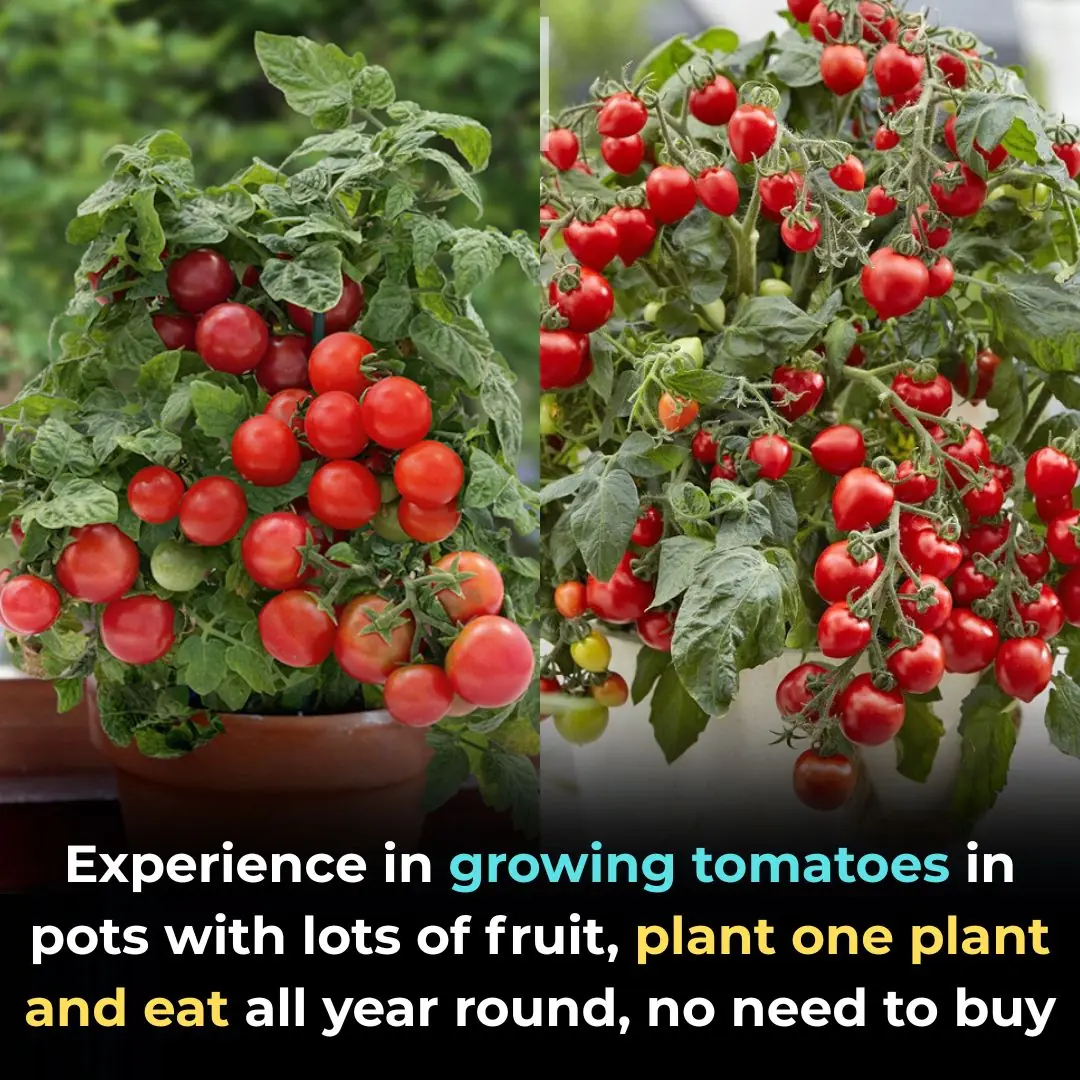 Experience in growing tomatoes in pots with lots of fruit, plant one plant and eat all year round, no need to buy