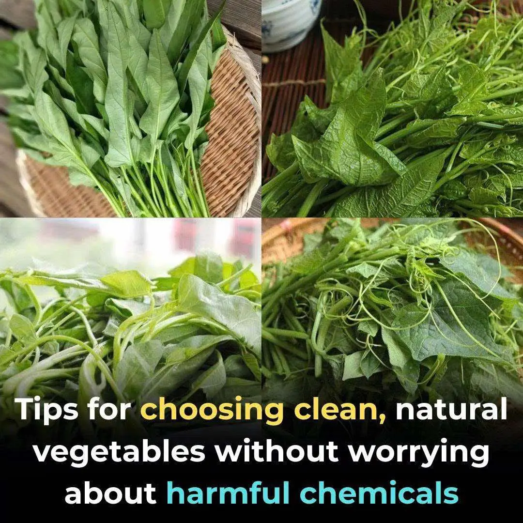 Tips for choosing clean, natural vegetables without worrying about harmful chemicals