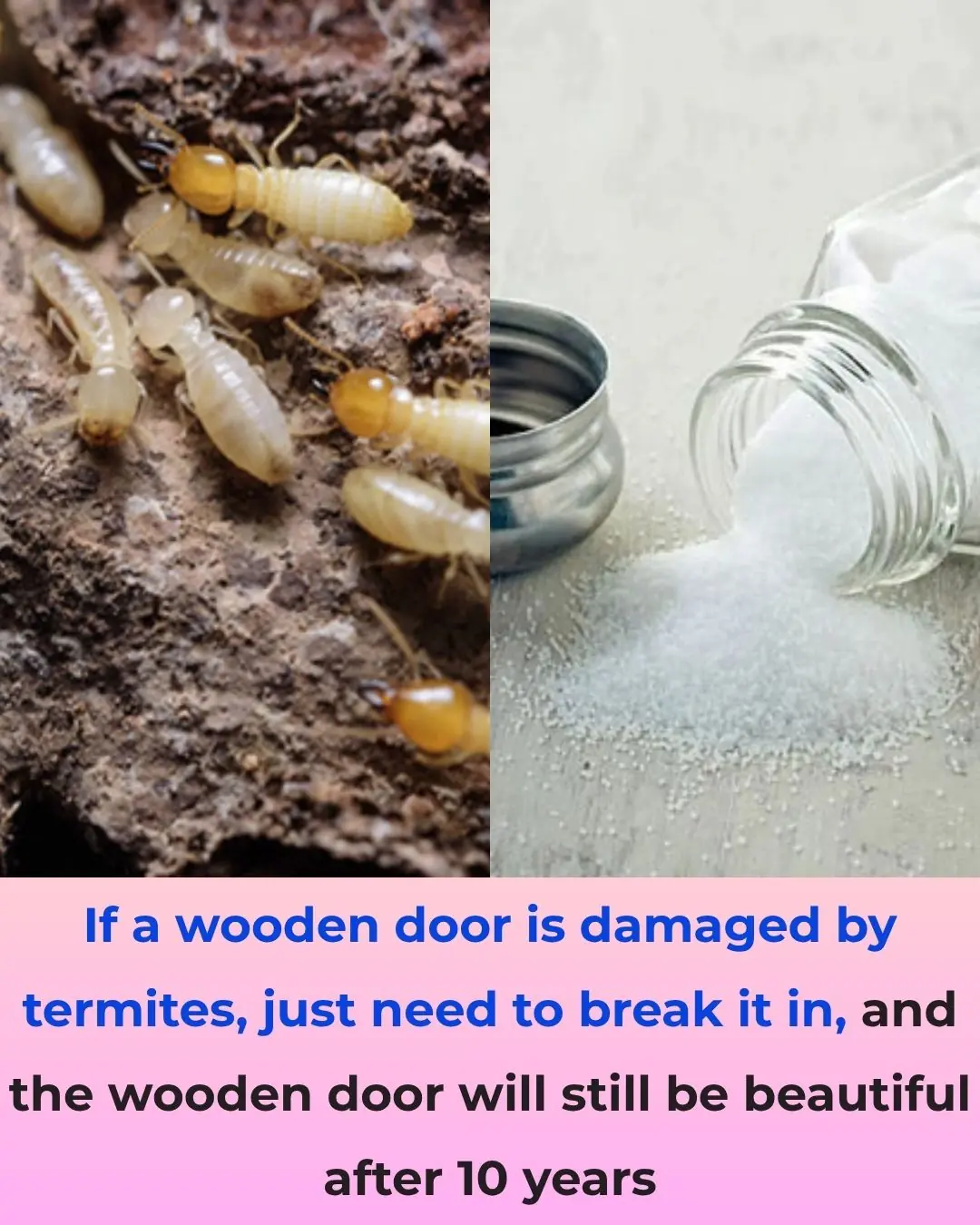 Get Rid of Termites in Wooden Doors Easily – Keep Your Wood Beautiful for 10 Years