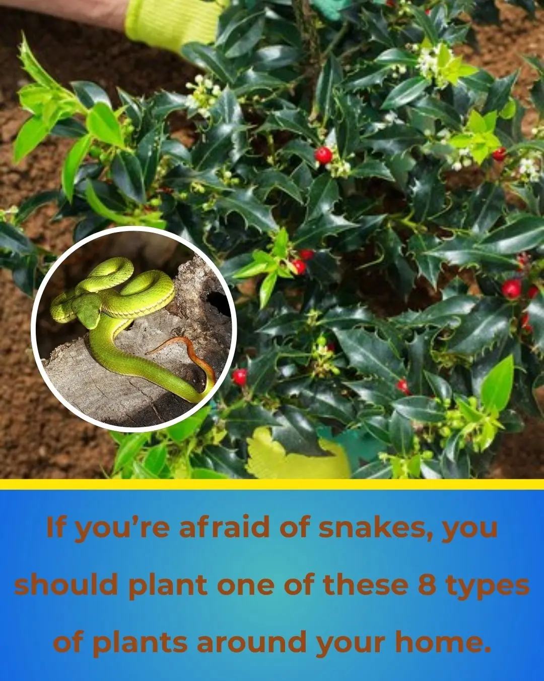 8 Plants Snakes Hate: Grow These Around Your Home to Keep Them Away Naturally